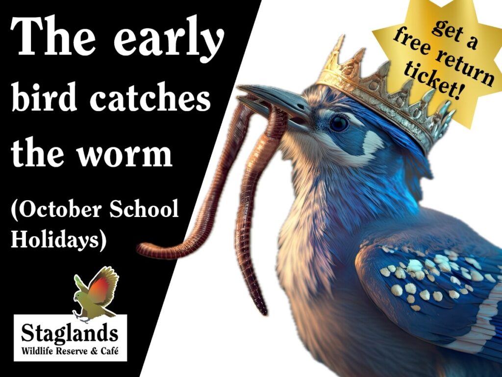 The Early Bird Catches the Worm … LetsGoKids