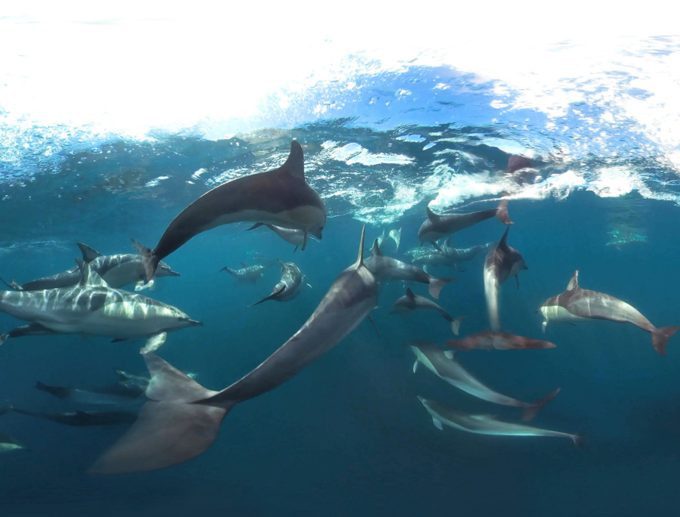 our-auckland-nz-vr-dive-beneath-the-surface_okc3rn3d