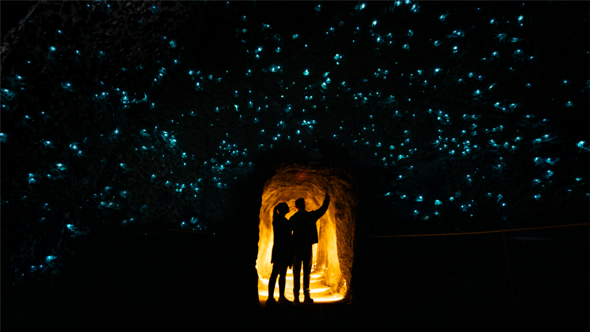 Glowworms Up Close: A Magical Night Experience at Redwoods Treewalk